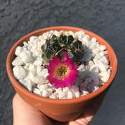 Planet Desert  Review